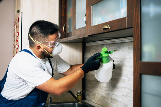 Best Rat Extermination Near Me  in Paramount, CA