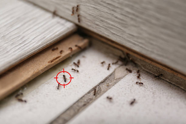 Best Termite Control Services  in Paramount, CA