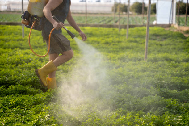 Best Ant Control Services  in Paramount, CA