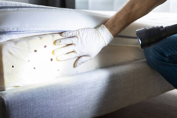 Best Commercial Pest Control Services  in Paramount, CA